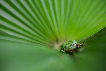 Italian tree frog on a leaf (Hyla intermedia)