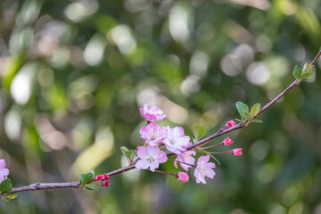 Pink  Japanese cherry blossoms bouquet flower or sakura bloomimg on the tree branch.  Small fresh buds and many petals layer romantic flora in botany garden.