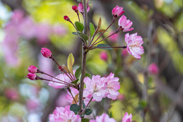 Soft and sweet pink Japanese cherry blossoms flower or sakura bloomimg on the tree branch.  Small fresh buds and many petals layer romantic flora in botany garden.