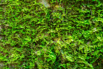 Obraz premium A green mossy wall with a lot of green plants. The wall is covered in green moss and the plants are growing in various directions. The image has a natural and peaceful feel to it