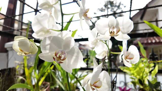 The moon orchid (Phalaenopsis amabilis) is one of Indonesia's national flowers. This flower is also known as the bee orchid or moth orchid.
