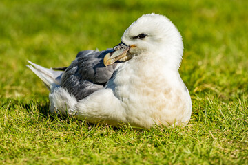 Seagull resting, bird in the grass, close up, fauna wildlife photograph taken in Iceland