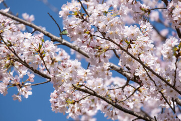 beautiful pink  Japanese cherry blossoms flower or sakura bloomimg on the tree branch.  Small fresh buds and many petals layer romantic flora in botany garden. isolated on blue sky.