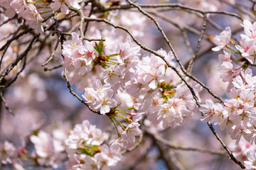 Pink floral Japanese cherry blossoms flower or sakura bloomimg on the tree branch.  Small fresh buds and many petals layer romantic flora in botany garden.
