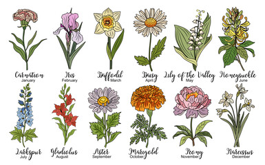 Set of Birth month flowers colored line art vector illustrations. Carnation, iris, daffodil, daisy, lily of the valley, violet, gladiolus, aster, marigold drawings for tattoo, logo, wall art. - obrazy, fototapety, plakaty