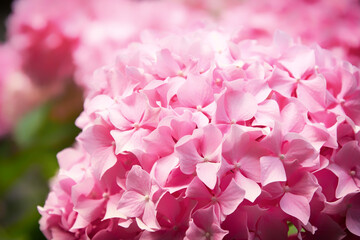 Pink hortensia blossom bushes on the fresh spring meadow. Springtime flowers backgrounds