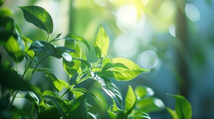 Fototapeta na wymiar Sunlight illuminates a green plant, highlighting its fresh, vibrant leaves