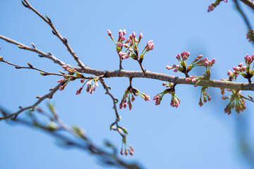 group of soft pink Japanese cherry blossoms flower or sakura bloomimg on the tree branch.  Small fresh buds and many petals layer romantic flora in botany garden.