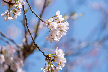 soft pink beautiful Japanese cherry blossoms flower or sakura bloomimg on the tree branch.  Small fresh buds and many petals layer romantic flora in botany garden.