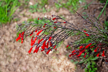 Close up of red flowers