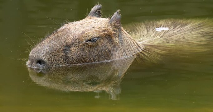 The capybara, Hydrochoerus hydrochaeris is the largest extant rodent in the world. Its closest relatives are agouti, chinchillas, coyphillas, and guinea pigs. Native to South America. High definition 