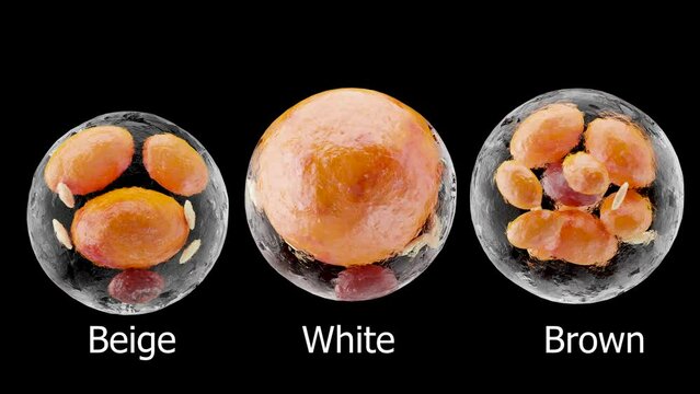 brown, beige and white fat cells,  adipocyte and lipocyte, cholesterol in a cells, adipose tissue, lipid droplet, fat in body, Obesity, Types of lipocytes dermis and hypodermis, nucleus, 3d render