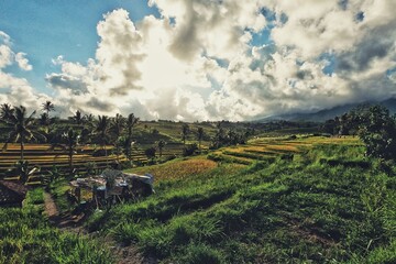 Fototapeta na wymiar the beauty of the natural green scenery in Jatiluwih, Bali