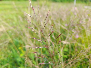 Pink Chrysopogon aciculatus or love grass or lesser spear grass. Gold beard grass