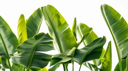 A vibrant image capturing the lush green banana leaves of an exotic palm tree bathed in sunshine