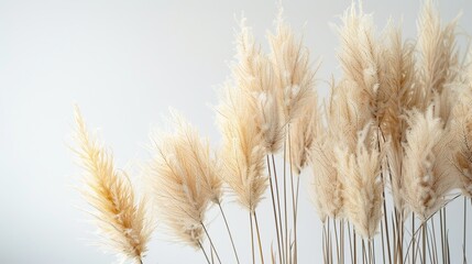 Dried pampas grass stems, isolated on beige bakcground. Decorative reed flower arrangement for Home with copy space to add text.
