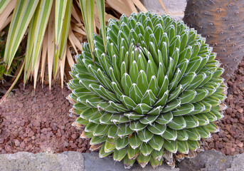 Agave victoriae-reginae tropical succulent plant in the garden of Tenerife,Canary...