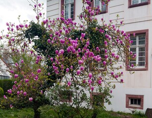 MAgnolienbaum