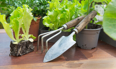 gardening tools a pot lof vegetable seedlings with lettuce in soil ready to plant on a wooden table -gardening  at springtime  concept - 783842669