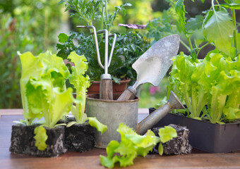 gardening tools with lettuce ready to plant  and vegetable seedlings on a table in garden  at springtime - 783842671