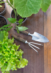 directly above view on gardening tools under leaf of vegetable seedlings on a wooden table -gardening  at springtime  concept - 783842678