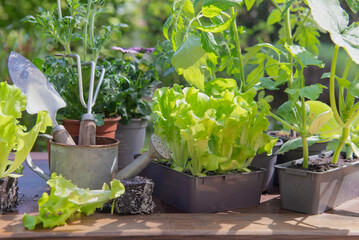 gardening tools with lettuce ready to plant  and vegetable seedlings on a table in garden  at springtime - 783842682