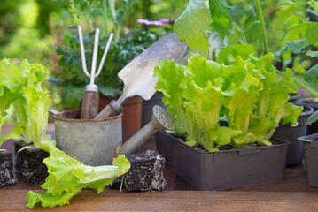 lettuce  in dirt ready to plant with gardening tools in back and vegetable seedlings in pot on a table in garden  at springtime - 783842684