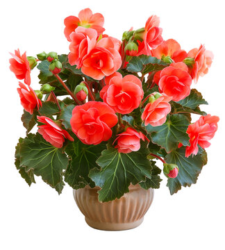 A pot of red begonia flowers, isolated on transparent background