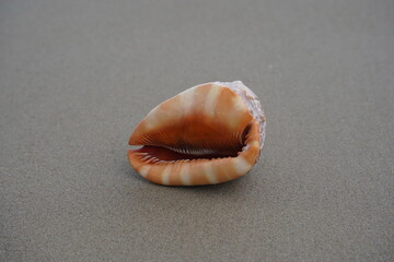 Close up of a Cowrie seashell (or Cowry shell) laying in the sand of a beach