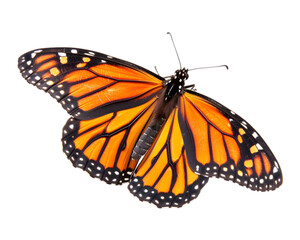 Fototapeta na wymiar Butterfly isolated on transparent background