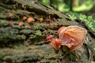 The wood ear fungus grows well on dead wood