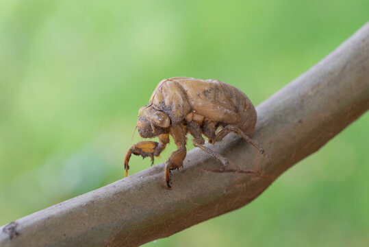 Exuviae Shed From Adult Cicada