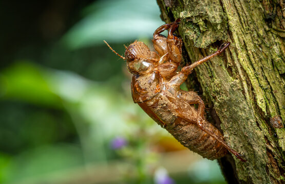 the shell of a molted cicada on a tree trunk and green leaves
