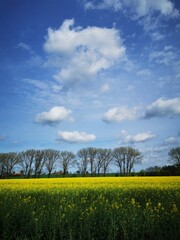 Obraz premium Rape plants in bloom in the fields in spring in northern Germany