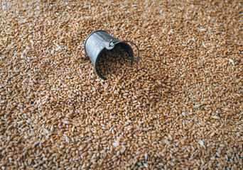 Wheat grains and a small iron tin bucket close-up. Natural background. Seed texture. Agriculture...
