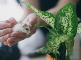 A white Roborovsky hamster in the hands of a girl.