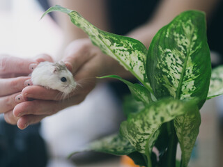 A white Roborovsky hamster in the hands of a girl.