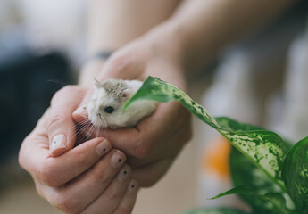 A white Roborovsky hamster in the hands of a girl.