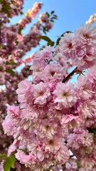 Cherry tree blossom in the city at sunset. Branch of cherry tree with beautiful pink flowers close-up