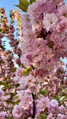 Branches of a blooming sakura tree against the background of a clear sky during a spring walk