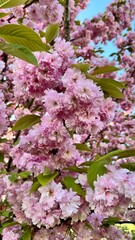 Blooming sakura close-up against the blue sky. Close-up view from below