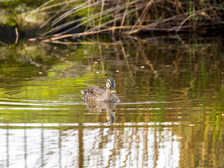 池を泳ぐカルガモ