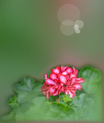 アイビーゼラニウムの花をモチーフにした背景素材