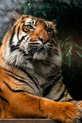 tiger in the zoo