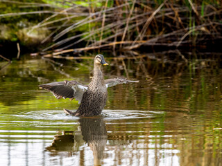 池を泳ぐカルガモ