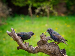 Starlings Perched on a Log