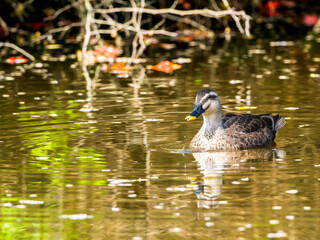 池を泳ぐカルガモ