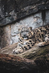 leopard in zoo