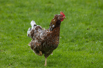 Freilaufendes Tricolor Huhn im Gras.