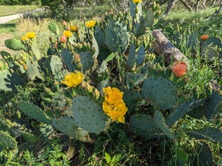 Beautiful Cactus flowers of the bush